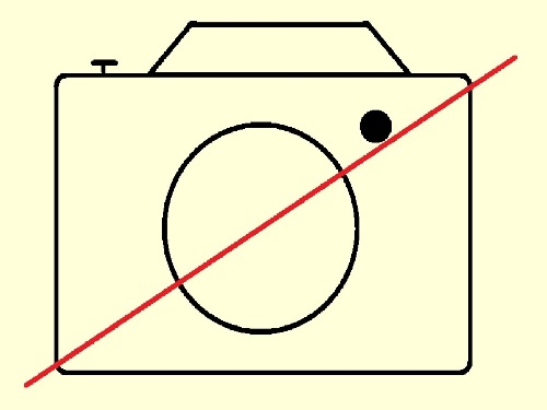 rosaceae rosa cv. 'golden celebration'