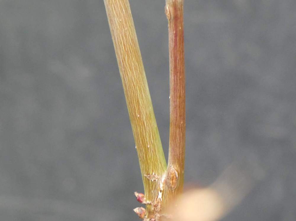 jeune bois de aceraceae acer palmatum ssp. amoenum cv. '10 ans jordy'