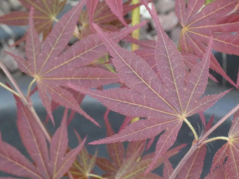 printemps de aceraceae acer palmatum ssp. amoenum cv. '10 ans jordy'
