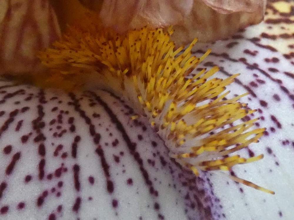 barbe de iridaceae iris barbu cv. 'abraham'