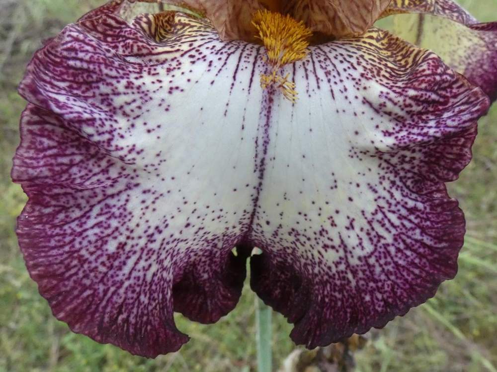 sépale de iridaceae iris barbu cv. 'abraham'