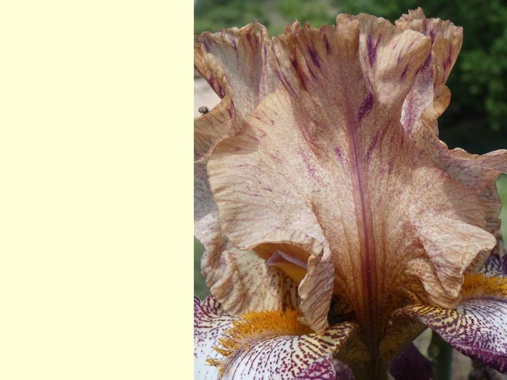 pétale de iridaceae iris barbu cv. 'abraham'