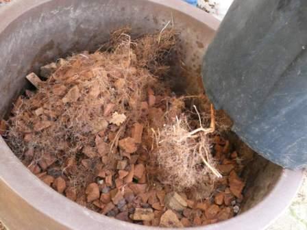 système racinaire sortant du pot