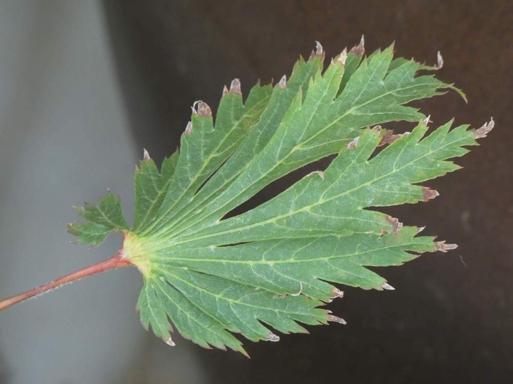 été de aceraceae acer japonicum cv. 'aconitifolium'