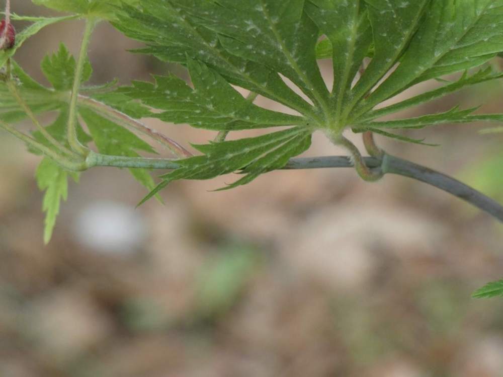 jeune bois de aceraceae acer japonicum cv. 'aconitifolium'