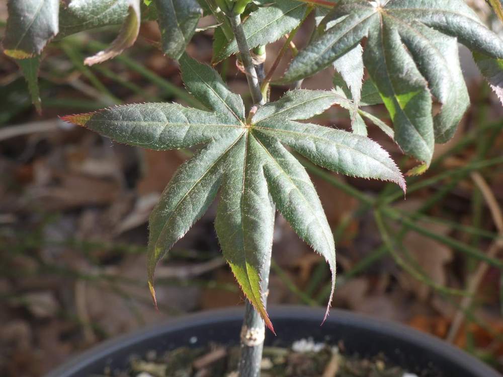 été de aceraceae acer palmatum ssp. matsumurae cv. 'akegarasu'