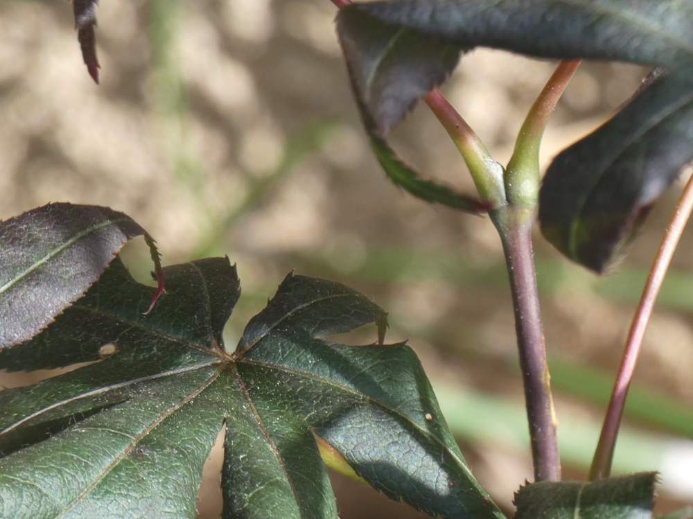 jeune bois de aceraceae acer palmatum ssp. matsumurae cv. 'akegarasu'