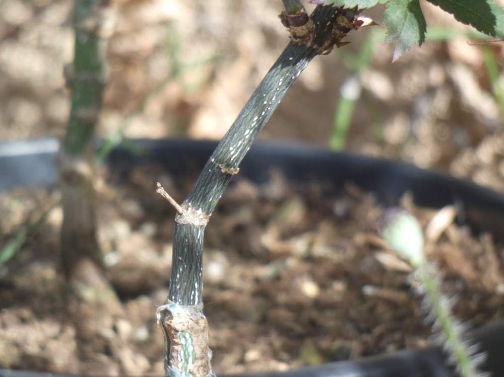 écorce de aceraceae acer palmatum ssp. matsumurae cv. 'akegarasu'