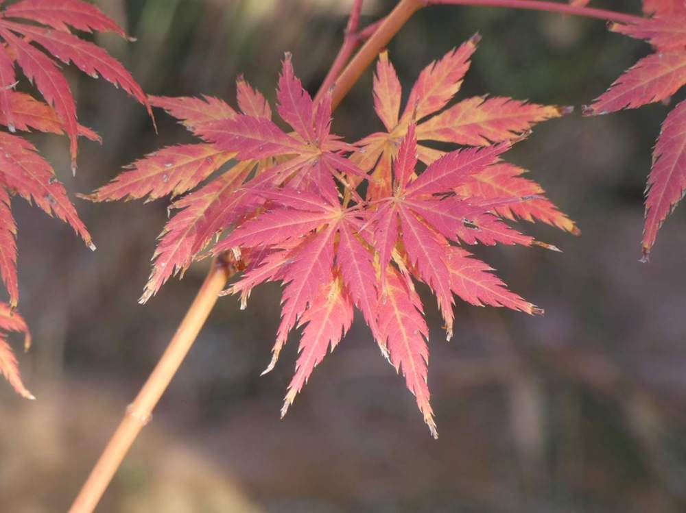 automne de aceraceae acer palmatum ssp. matsumurae cv. 'akitayata'