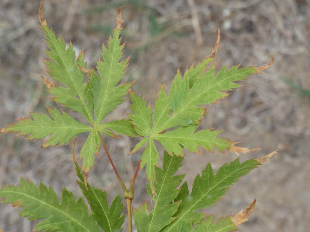 été de aceraceae acer palmatum ssp. matsumurae cv. 'akitayata'