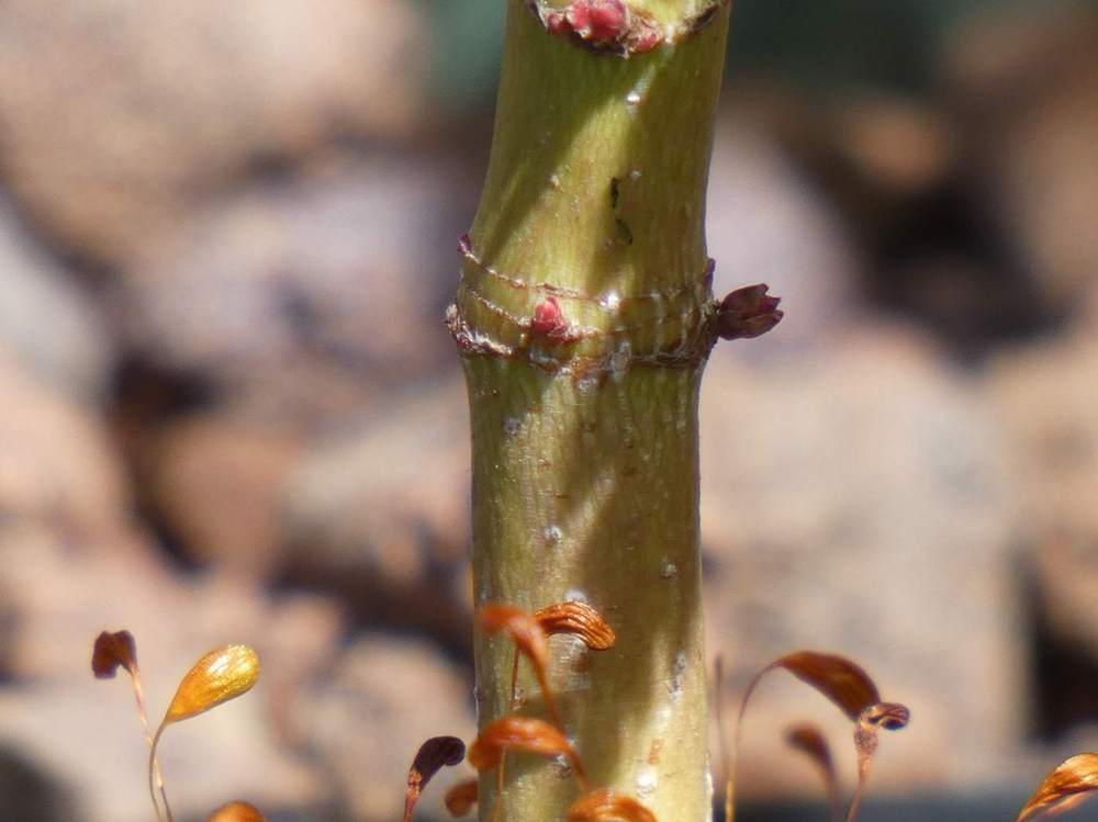 écorce de aceraceae acer palmatum ssp. matsumurae cv. 'akitayata'
