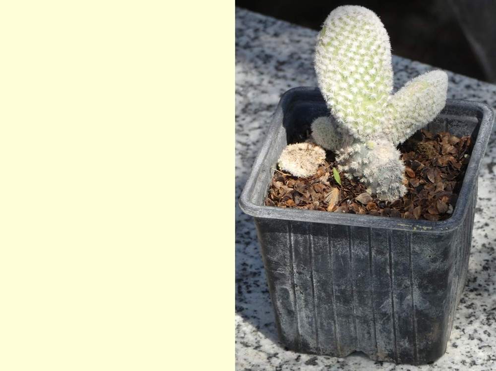 aréole-aiguillon de cactaceae opuntia microdasys var. albispina