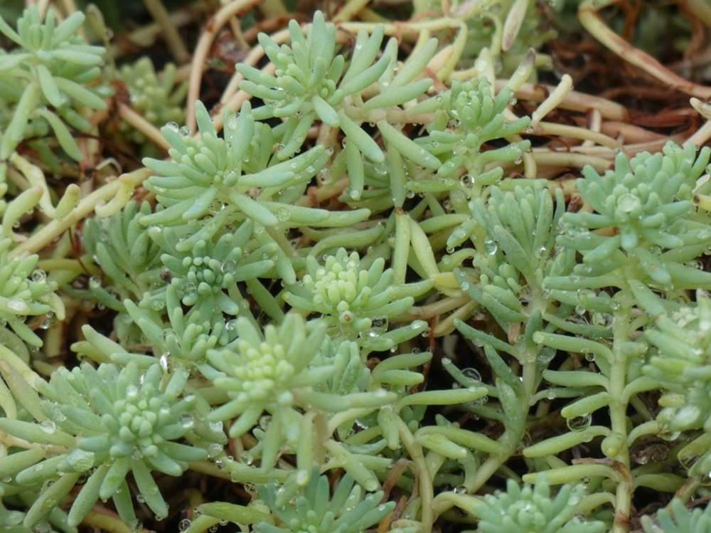 crassulaceae sedum album