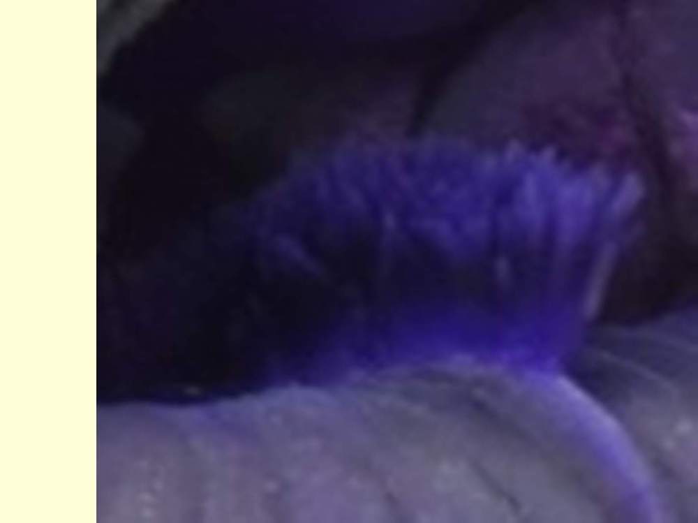 barbe de iridaceae iris barbu cv. 'all night long'