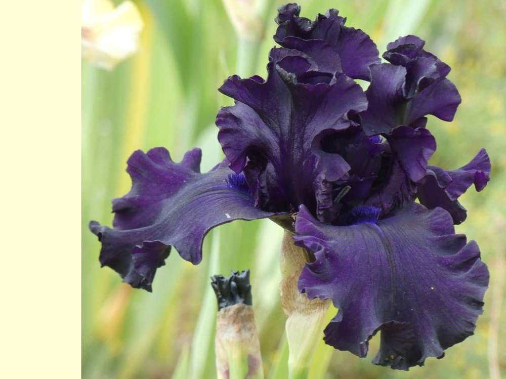 iridaceae iris barbu cv. 'all&nbsp;night&nbsp;long'