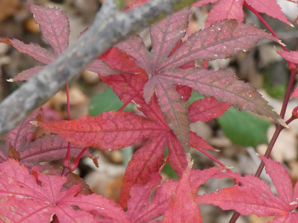 automne de aceraceae acer palmatum ssp. matsumurae cv. 'amagi shigure'