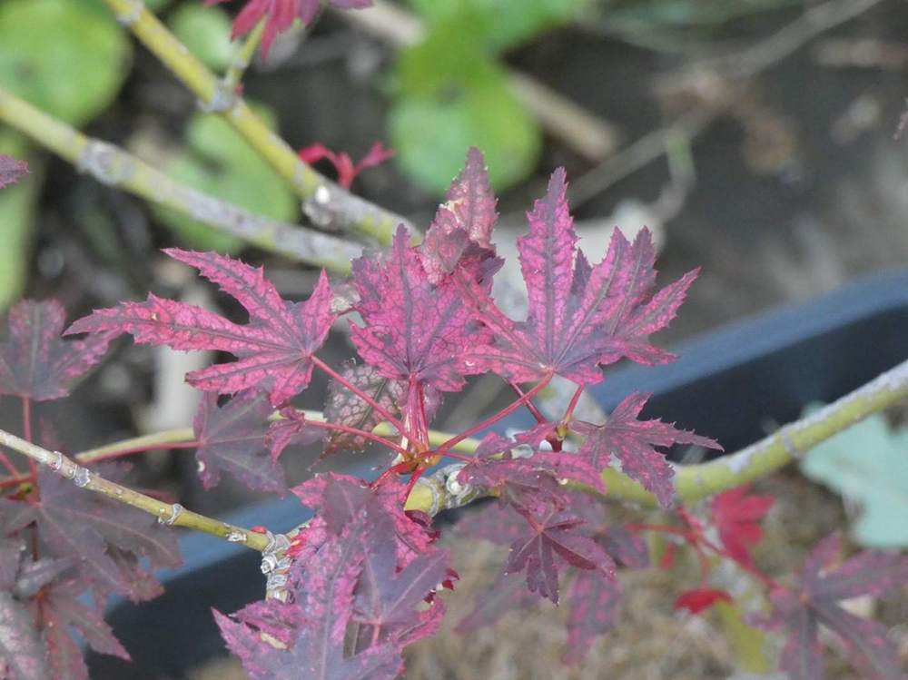 été de aceraceae acer palmatum ssp. matsumurae cv. 'amagi shigure'
