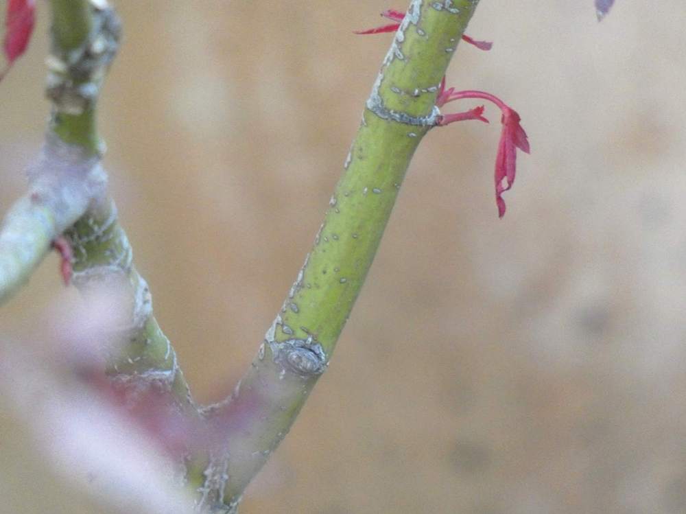 écorce de aceraceae acer palmatum ssp. matsumurae cv. 'amagi shigure'