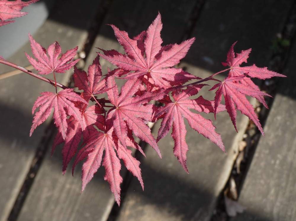 printemps de aceraceae acer palmatum ssp. matsumurae cv. 'amagi shigure'