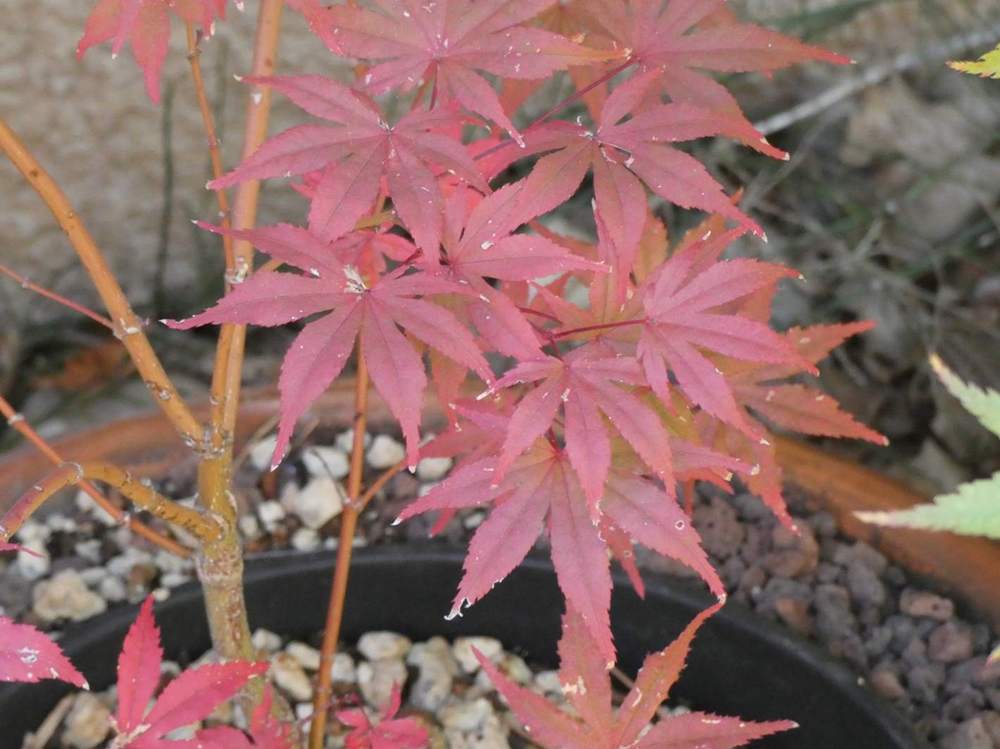 automne de aceraceae acer palmatum ssp. matsumurae cv. 'amagure'