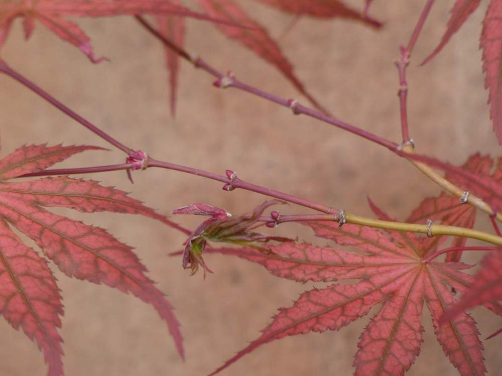 jeune bois de aceraceae acer palmatum ssp. matsumurae cv. 'amagure'