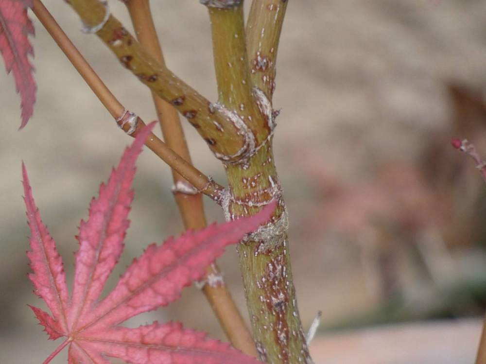 écorce de aceraceae acer palmatum ssp. matsumurae cv. 'amagure'