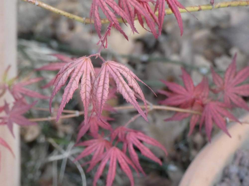printemps de aceraceae acer palmatum ssp. matsumurae cv. 'amagure'