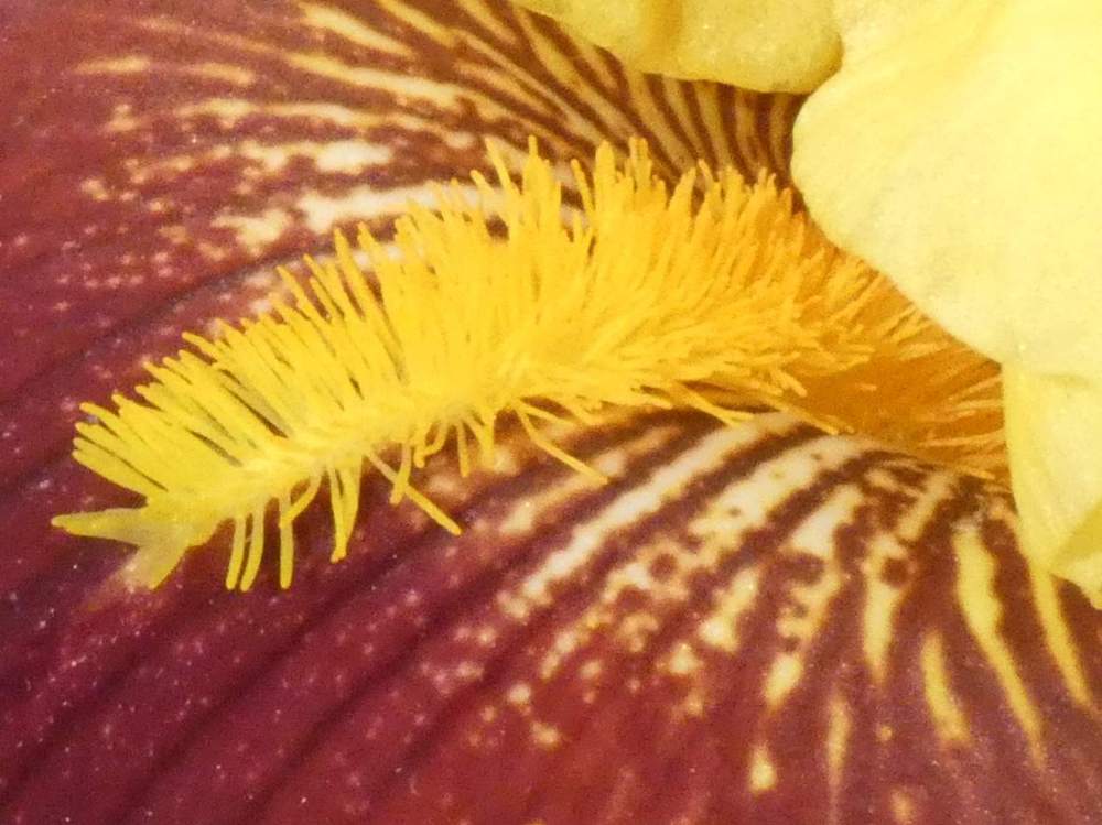 barbe de iridaceae iris barbu cv. 'andalou'