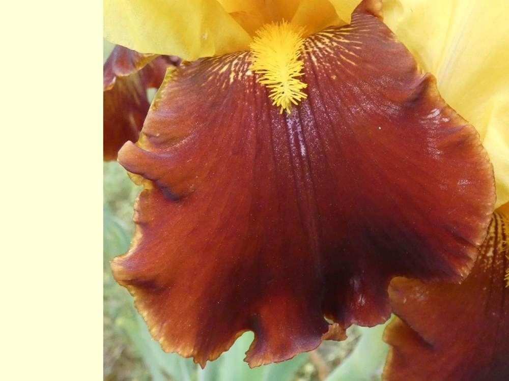 sépale de iridaceae iris barbu cv. 'andalou'