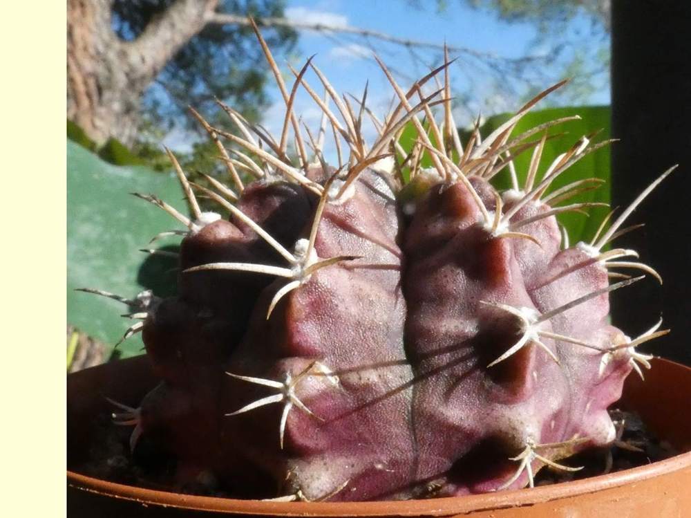 Cactaceae Gymnocalycium anisitsii