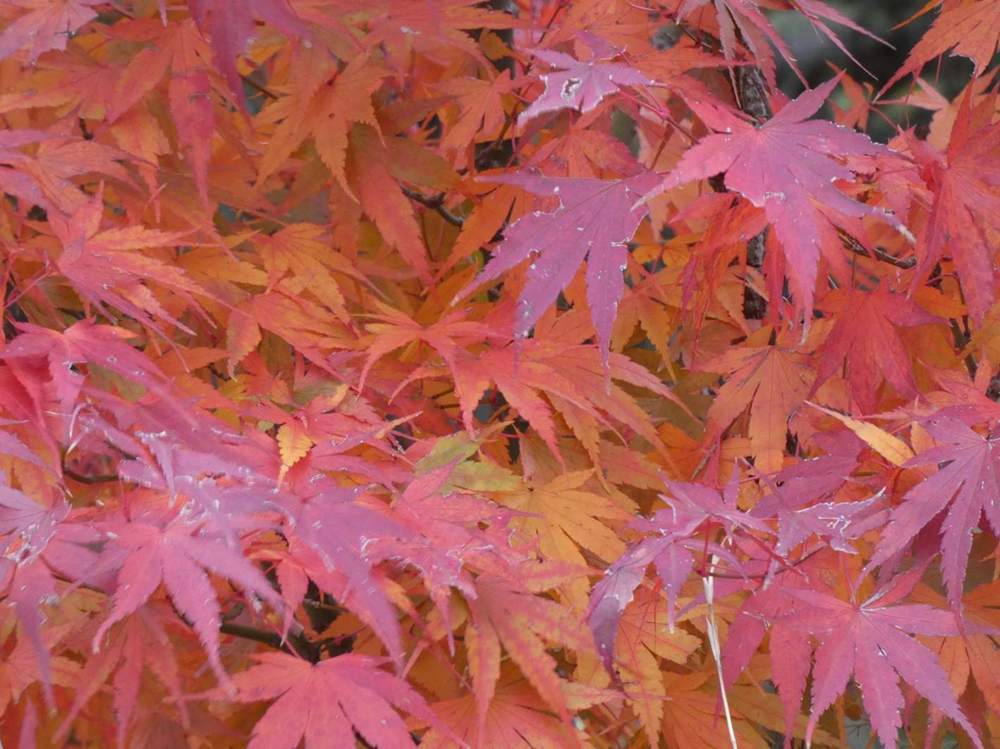 automne de aceraceae acer palmatum cv. 'arakawa'