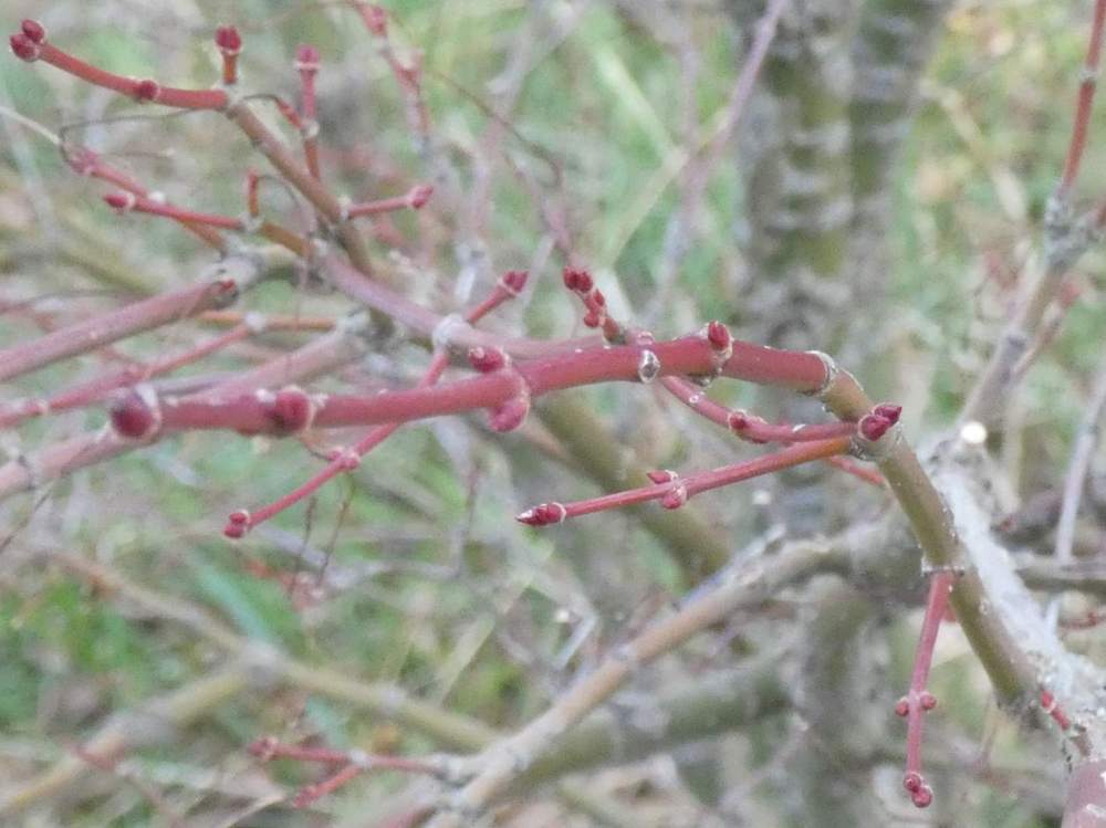 jeune bois de aceraceae acer palmatum cv. 'arakawa'
