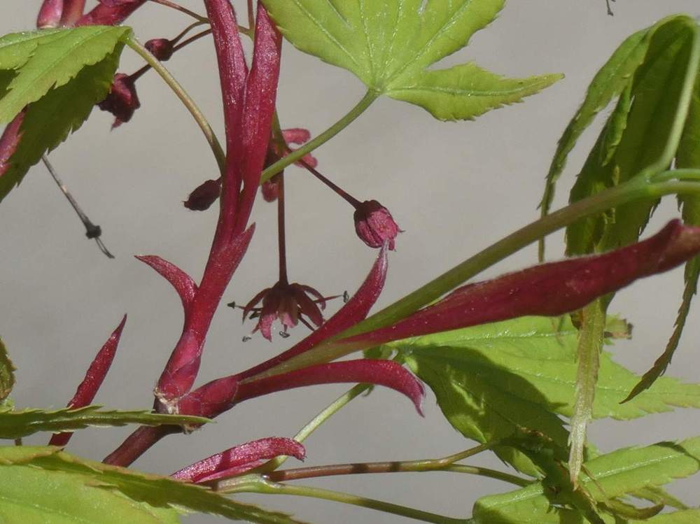 fleur de aceraceae acer palmatum cv. 'arakawa'