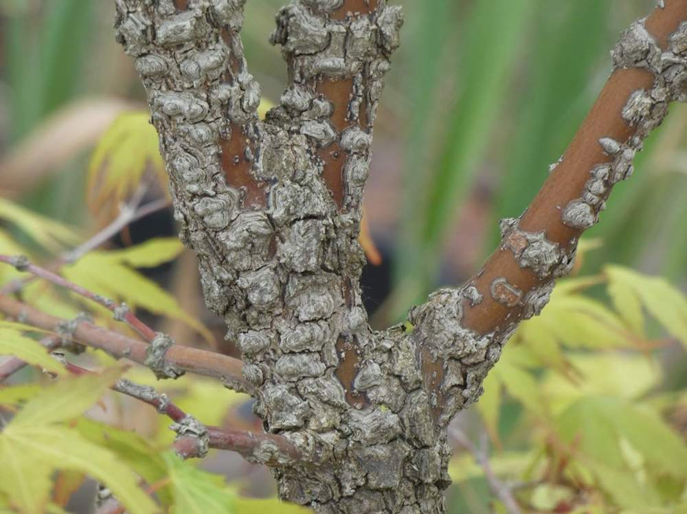 écorce de aceraceae acer palmatum cv. 'arakawa'