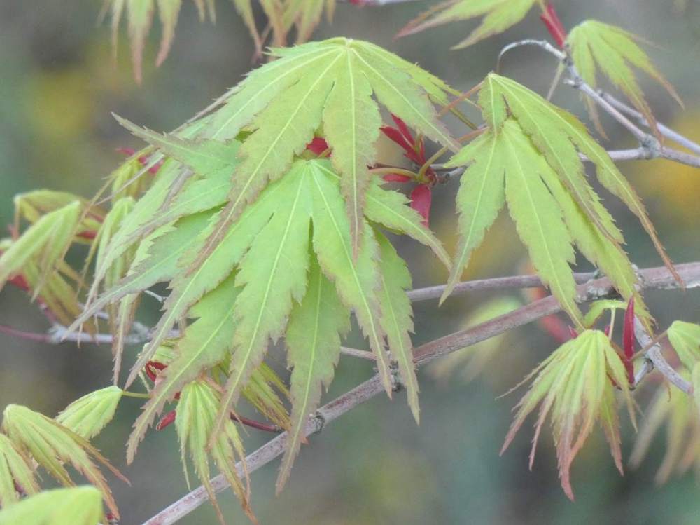 printemps de aceraceae acer palmatum cv. 'arakawa'
