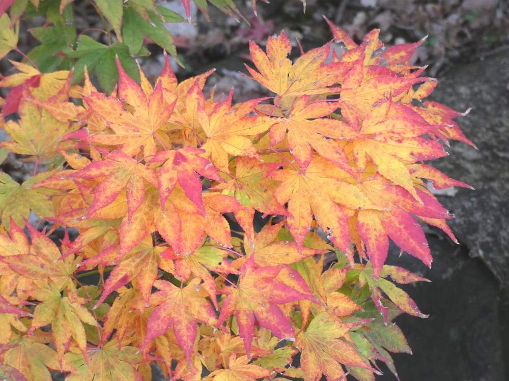 automne de aceraceae acer palmatum ssp. amoenum cv. 'aratama'