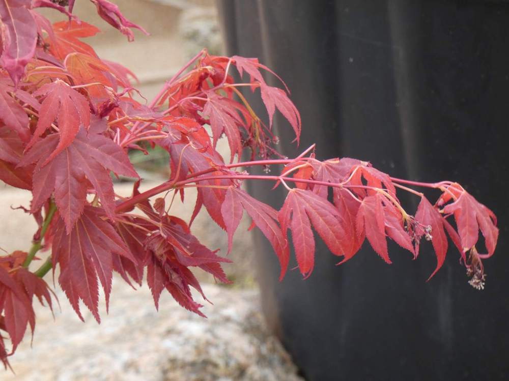 jeune bois de aceraceae acer palmatum ssp. amoenum cv. 'aratama'