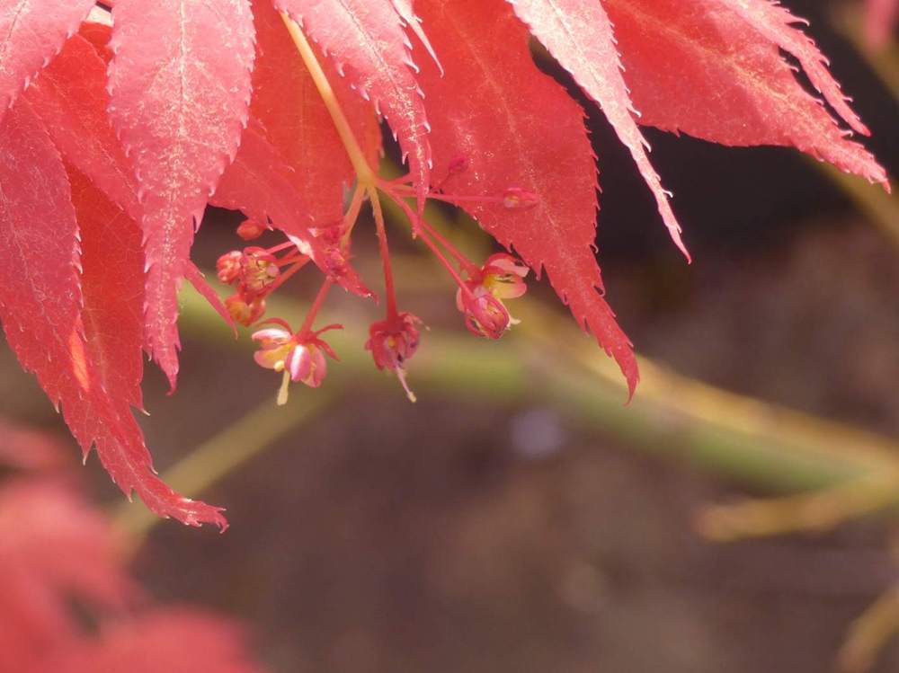 fleur de aceraceae acer palmatum ssp. amoenum cv. 'aratama'