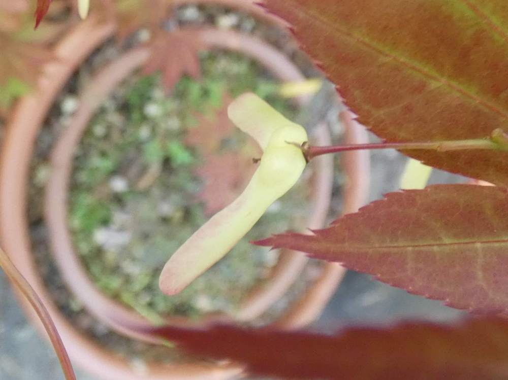 samare de aceraceae acer palmatum ssp. amoenum cv. 'aratama'