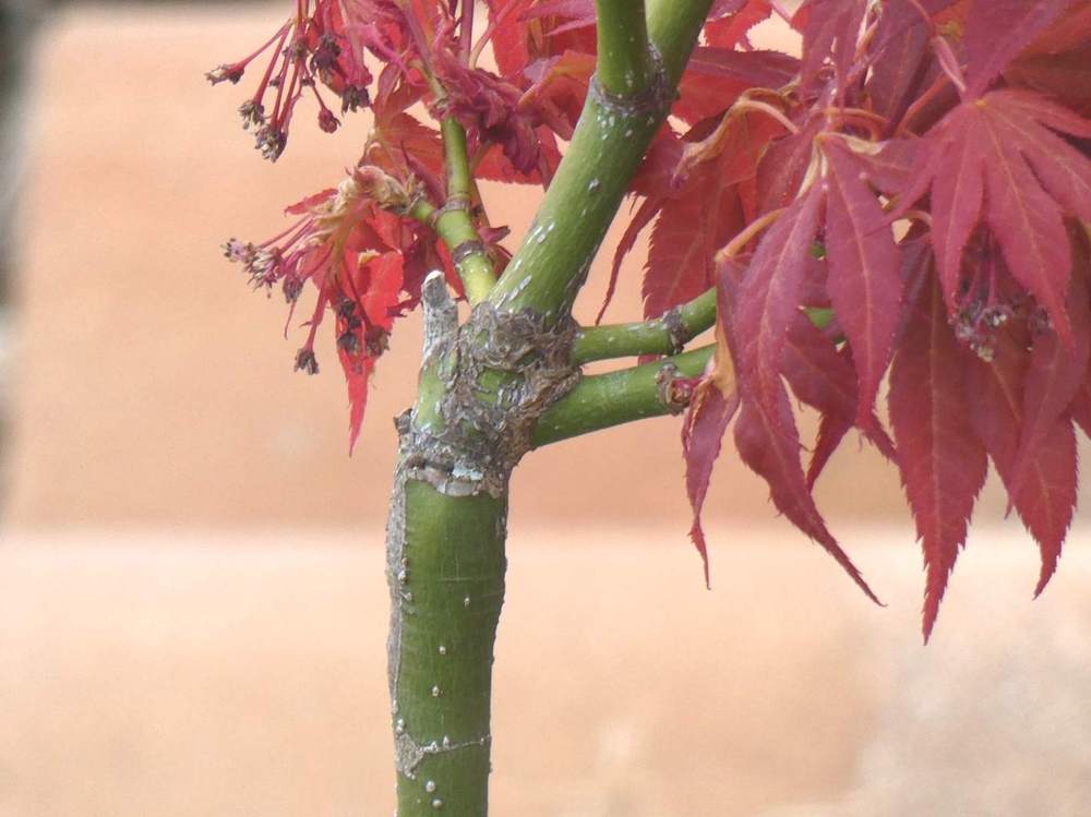 écorce de aceraceae acer palmatum ssp. amoenum cv. 'aratama'