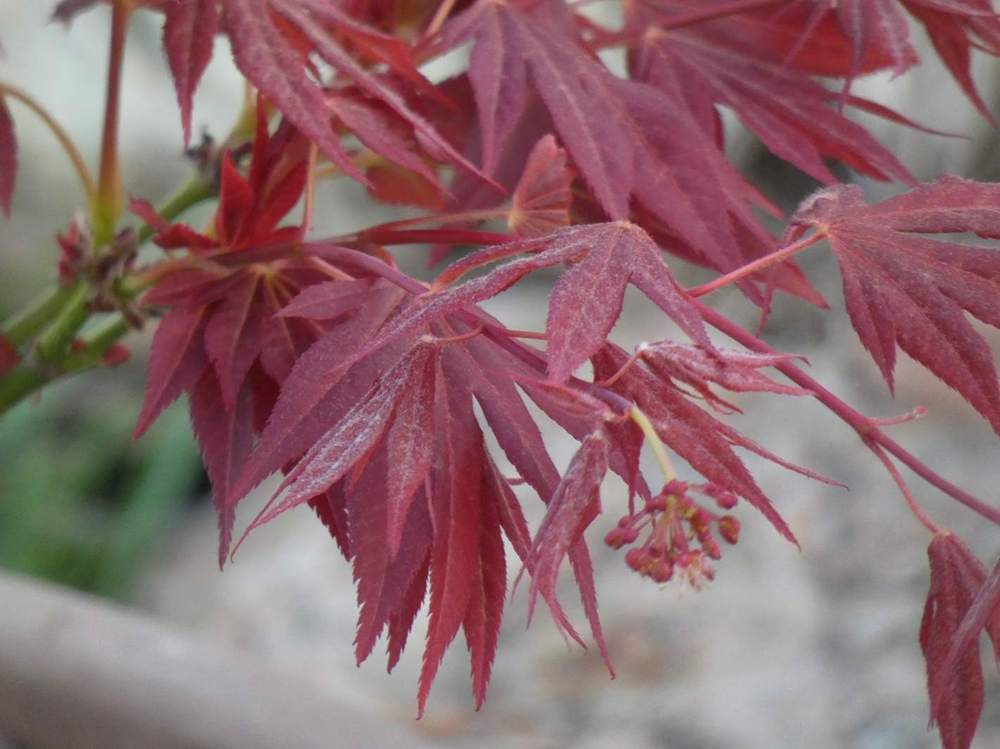 printemps de aceraceae acer palmatum ssp. amoenum cv. 'aratama'