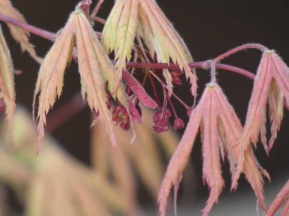 fleur de aceraceae acer palmatum ssp. matsumurae cv. 'ariadne'