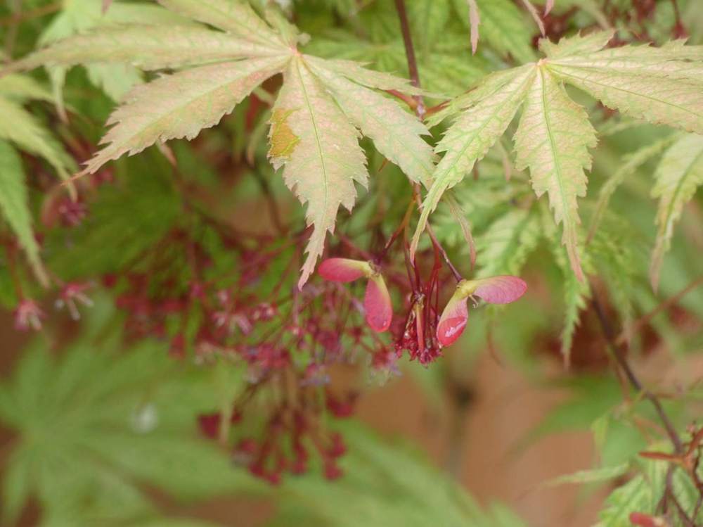 samare de aceraceae acer palmatum ssp. matsumurae cv. 'ariadne'