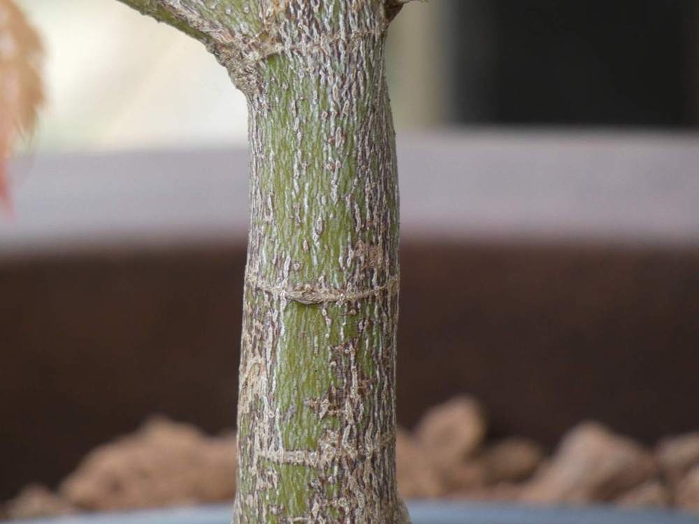 écorce de aceraceae acer palmatum ssp. matsumurae cv. 'ariadne'