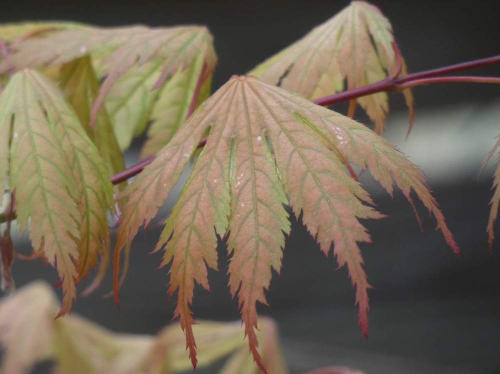 printemps de aceraceae acer palmatum ssp. matsumurae cv. 'ariadne'