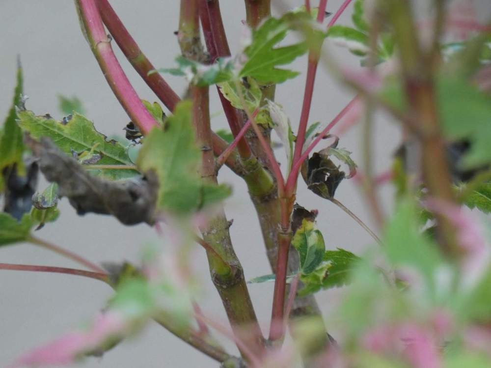 jeune bois de aceraceae acer palmatum cv. 'Asahi Zuru'
