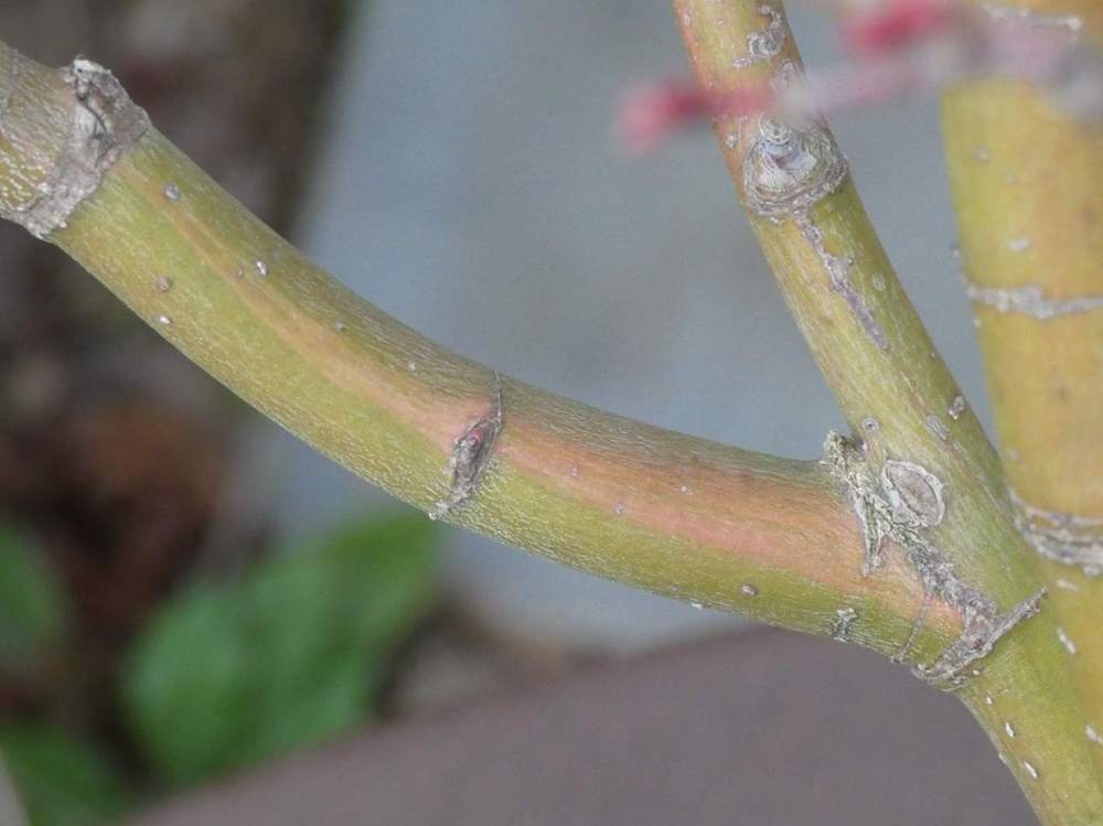 écorce de aceraceae acer palmatum cv. 'Asahi Zuru'