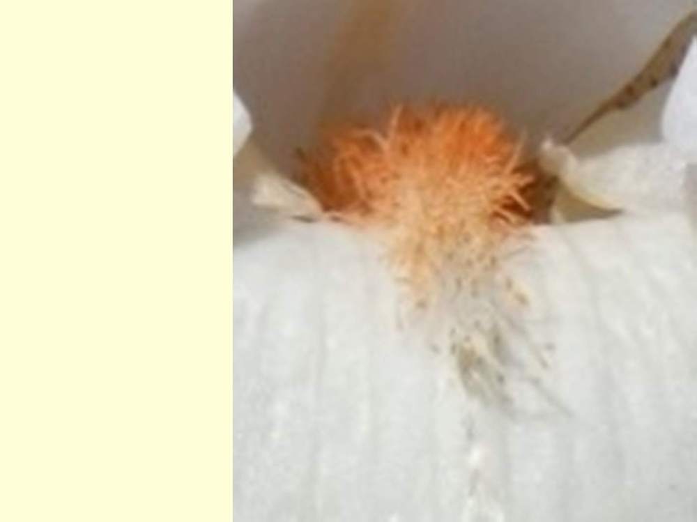 barbe de iridaceae iris barbu cv. 'as de coeur'