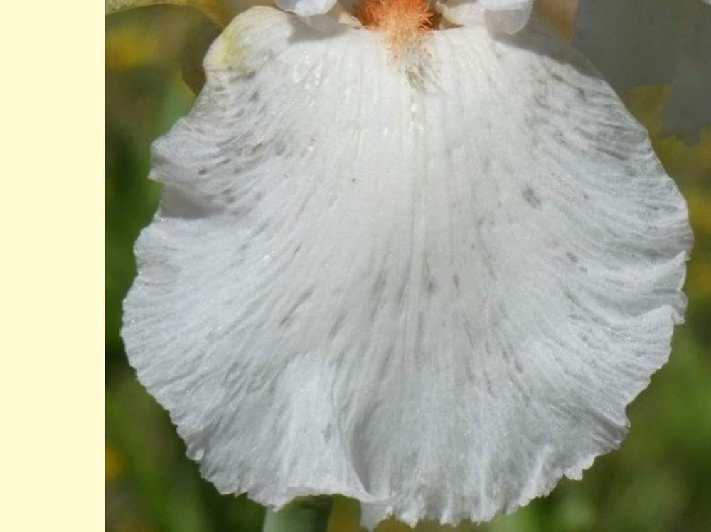 sépale de iridaceae iris barbu cv. 'as de coeur'