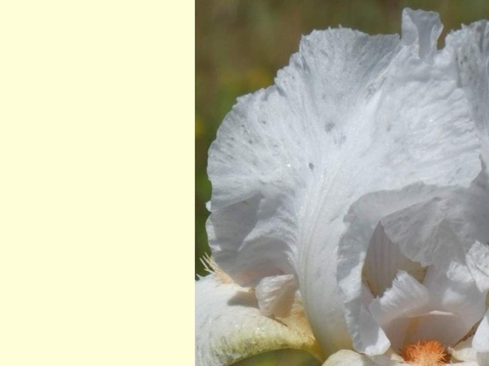 pétale de iridaceae iris barbu cv. 'as de coeur'